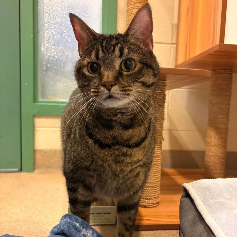 An adult extra large-sized male Brown / Chocolate Domestic Short Hair cat named Mac for adoption in South Burlington, VT