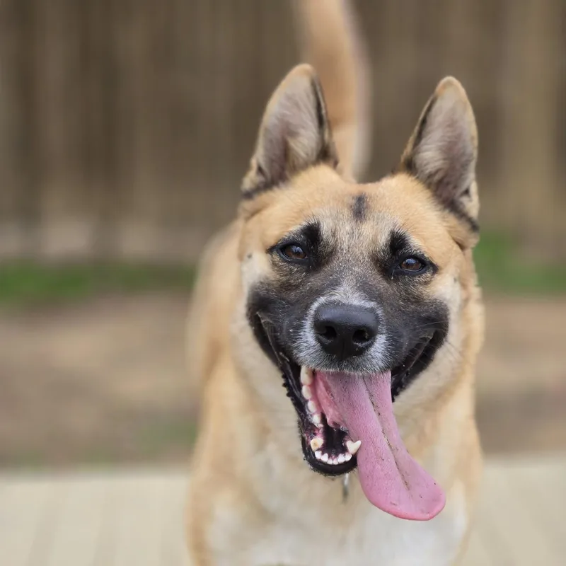 An adult medium-sized female Golden German Shepherd Dog dog named Nell for adoption in Mansfield, TX