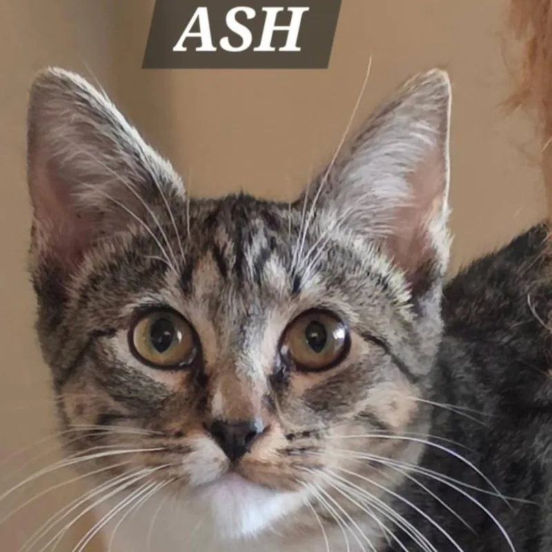 Ash thumbnail 2