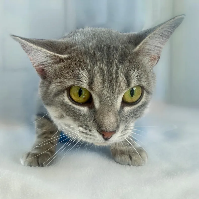 A young medium-sized female Gray / Blue / Silver Domestic Short Hair cat named Lil Bean for adoption in Chapel Hill, NC
