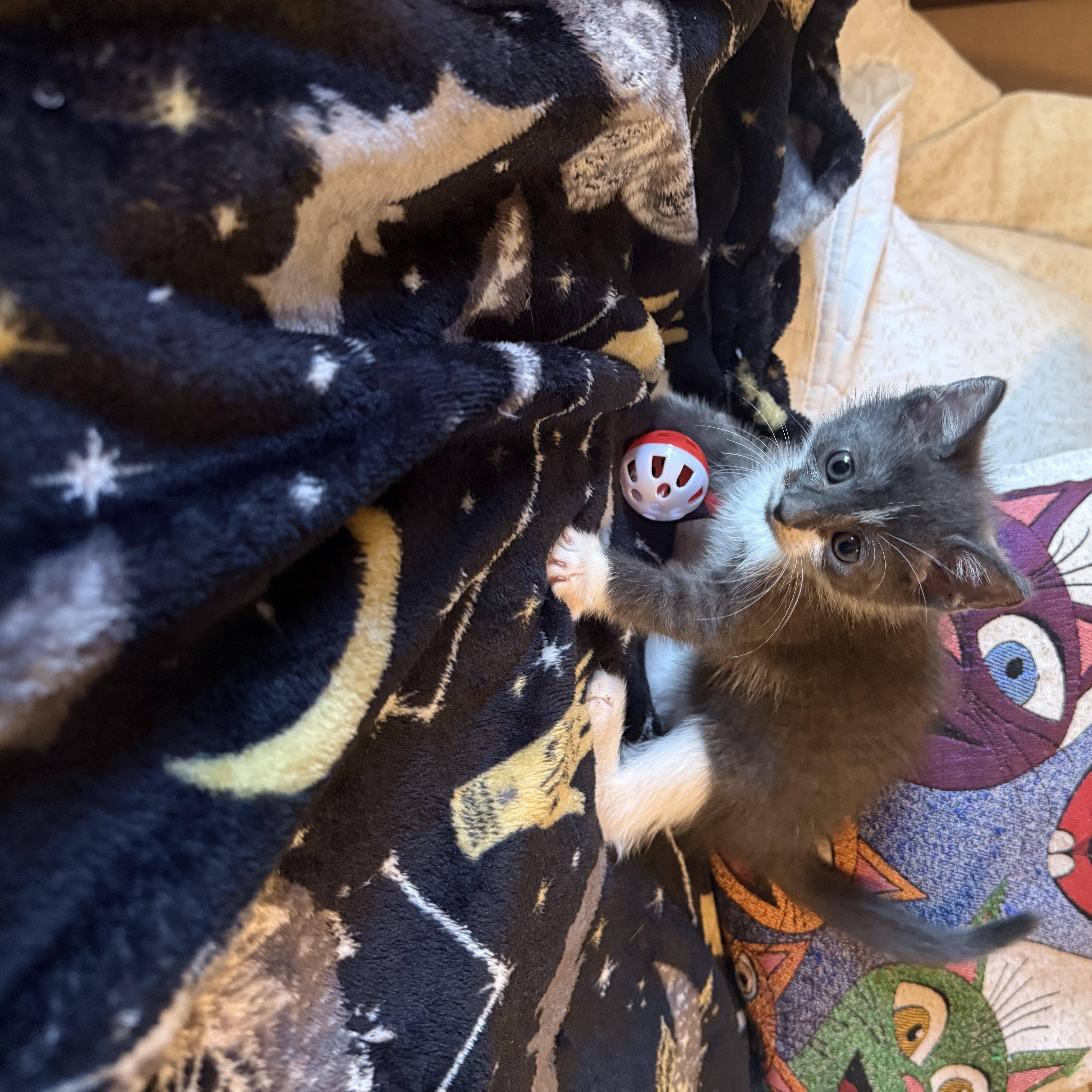 A baby small-sized female Gray & White Domestic Short Hair cat named Cupcake for adoption in Delray Beach, FL