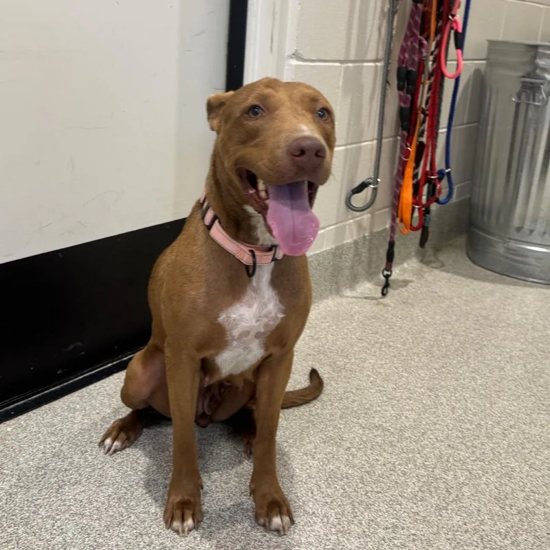 An adult medium-sized female Mixed Breed dog named Esme for adoption in Englewood, FL