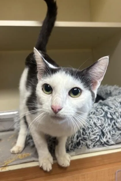 An adult large-sized female Domestic Short Hair cat named Mozzarella for adoption in Chamblee, GA