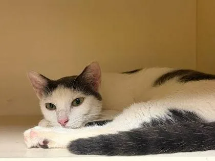 Mozzarella thumbnail 2