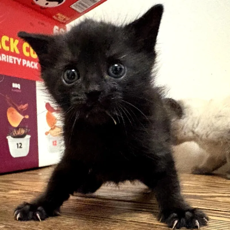 A baby small-sized male Black Domestic Short Hair cat named Thistle for adoption in Long Beach, CA