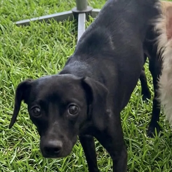 An adult small-sized female Black Chihuahua dog named Janelle for adoption in Las Vegas, NV