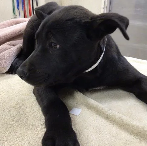 A baby small-sized female Pit Bull Terrier dog named Chloe for adoption in Riverside, CA