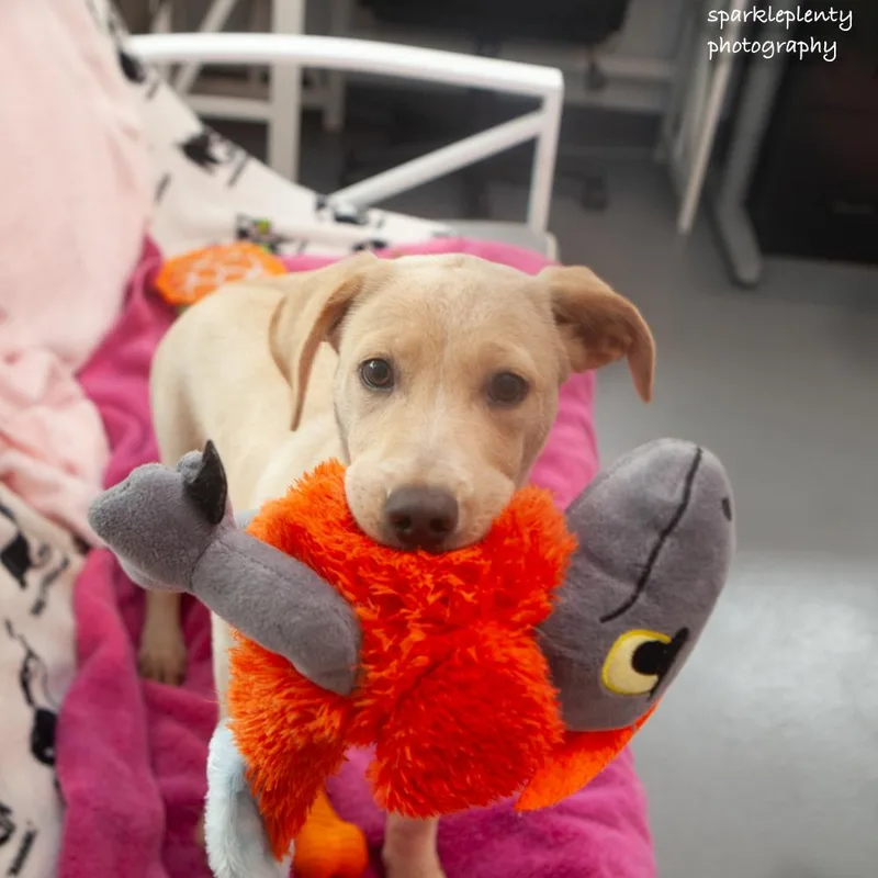 A baby medium-sized female Yellow / Tan / Blond / Fawn Mixed Breed dog named Mika for adoption in Ridgefield, CT