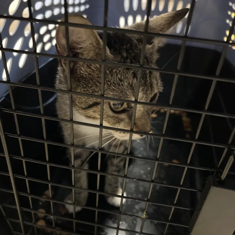A young medium-sized female Gray / Blue / Silver Domestic Short Hair cat named Coralee for adoption in Roxboro, NC