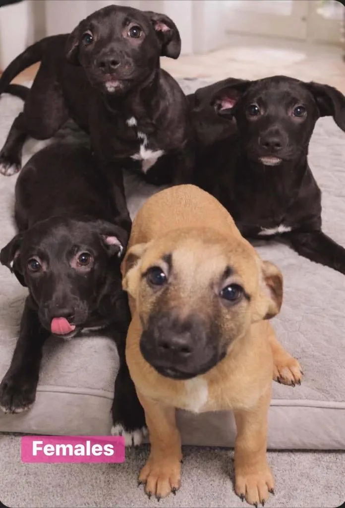 A baby medium-sized female Hound dog named Peony for adoption in Port Jervis, NY