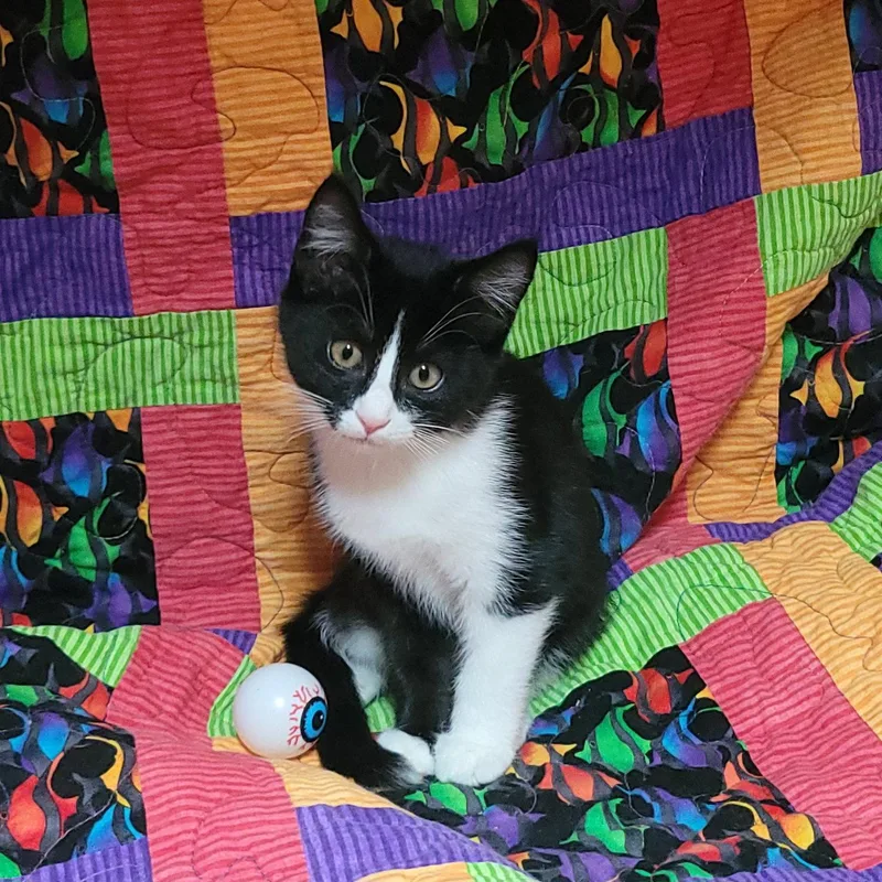 A young medium-sized female Domestic Short Hair cat named Sesame street Grundgetta for adoption in Akron, OH