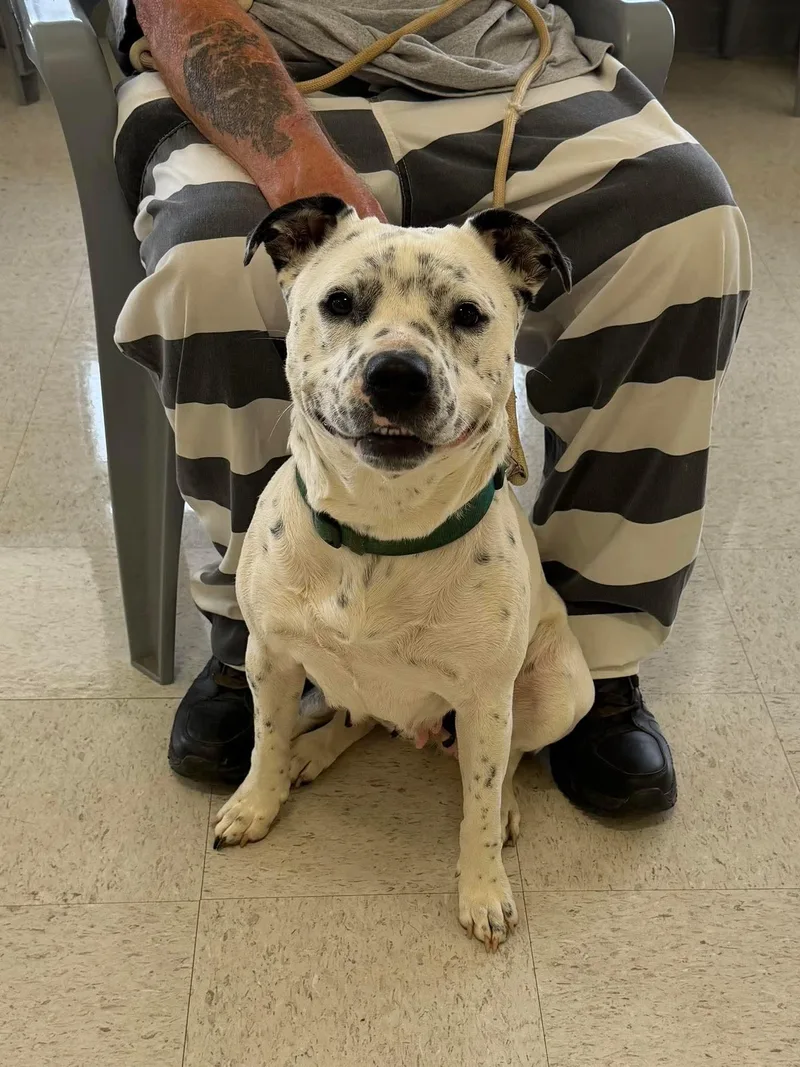 A young medium-sized female White / Cream Pit Bull Terrier dog named Marg for adoption in Semmes, AL