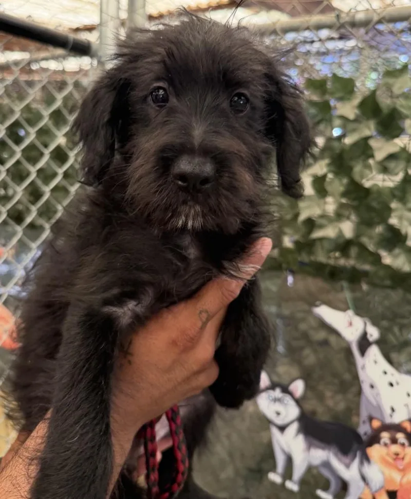 A baby small-sized male Black Terrier dog named Brody for adoption in Manhattan, NY