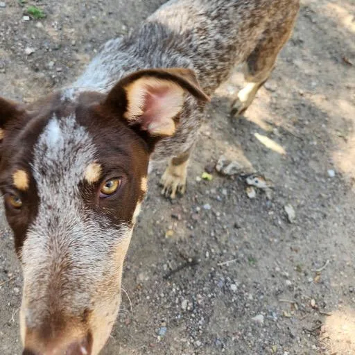A baby medium-sized female Brown / Chocolate Australian Cattle Dog / Blue Heeler dog named Canella for adoption in Bend, OR