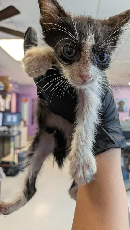A baby small-sized male Black Domestic Short Hair cat named Richard for adoption in El Paso, TX