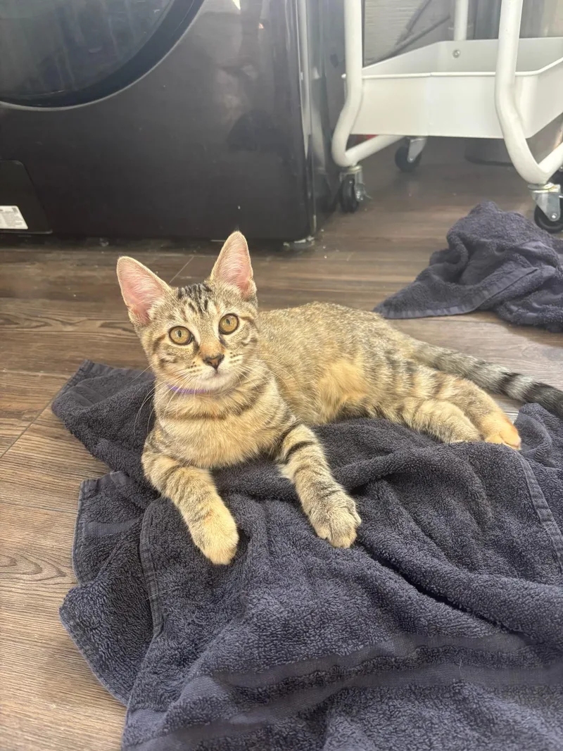 A baby medium-sized female Domestic Short Hair cat named Zara for adoption in Honeoye, NY