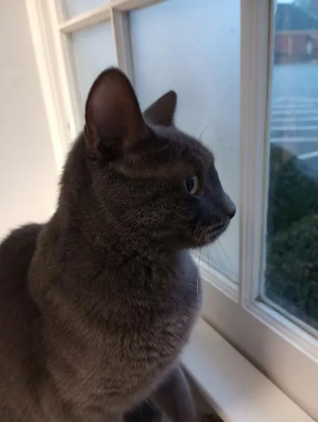 An adult medium-sized female Gray / Blue / Silver Domestic Short Hair cat named Kanga for adoption in Duluth, GA