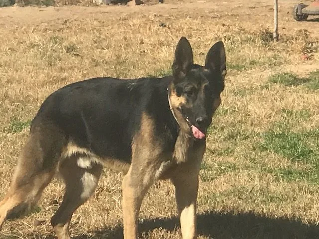 Hashbrown thumbnail 2