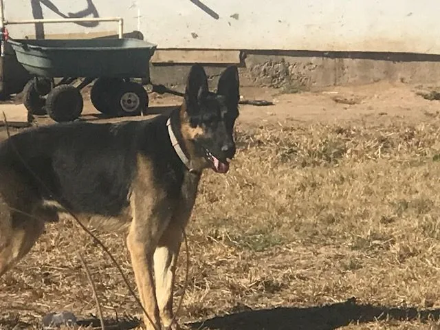 Hashbrown thumbnail 3