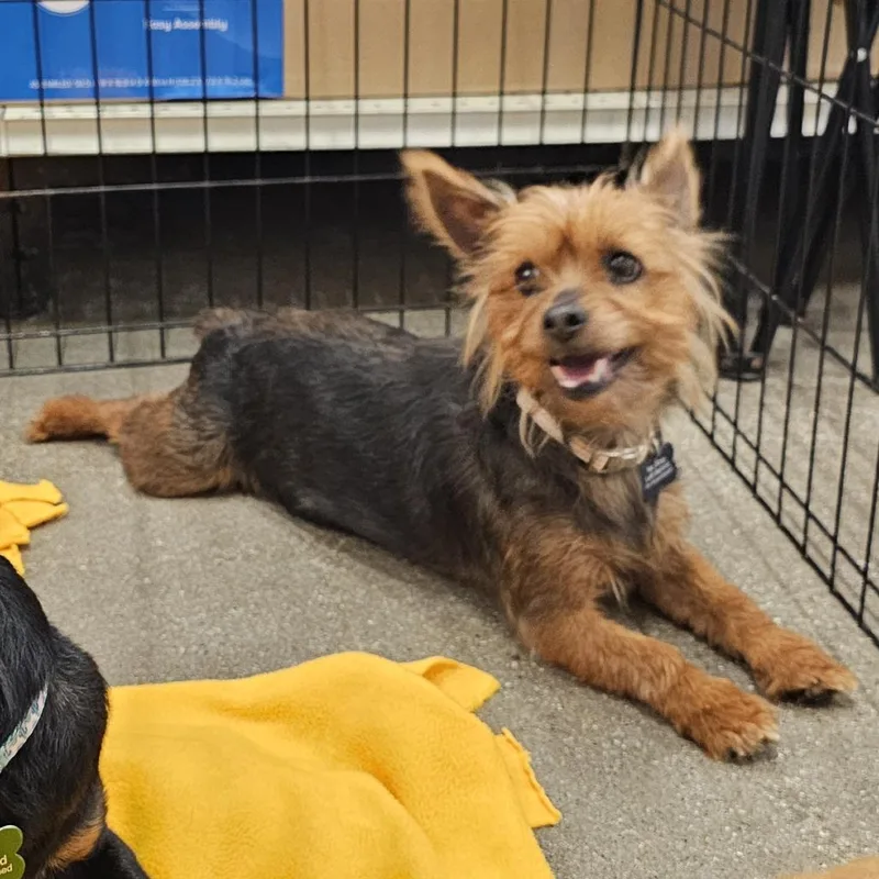 A senior small-sized female Brown / Chocolate Yorkshire Terrier dog named Sullivan for adoption in Apple Valley, CA
