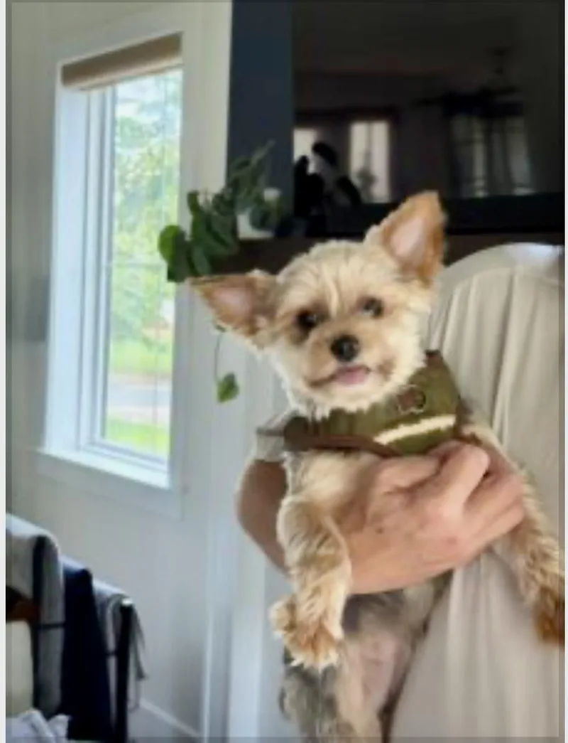 A young small-sized female Yorkshire Terrier dog named Zinnia for adoption in Norfolk, VA