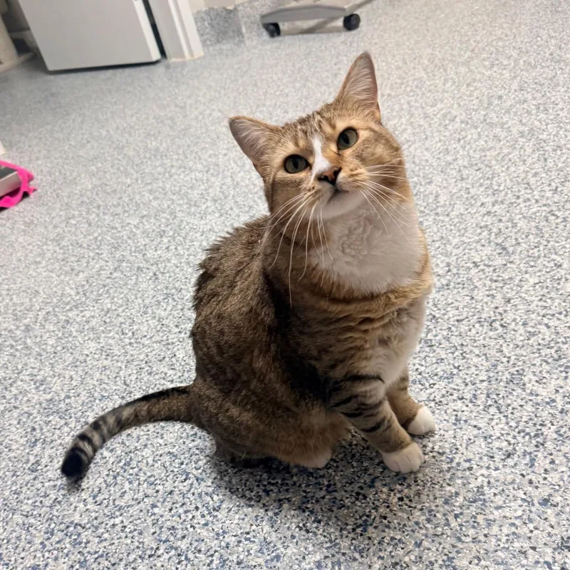 An adult extra large-sized female Brown / Chocolate Domestic Short Hair cat named Sister for adoption in Great Falls, MT
