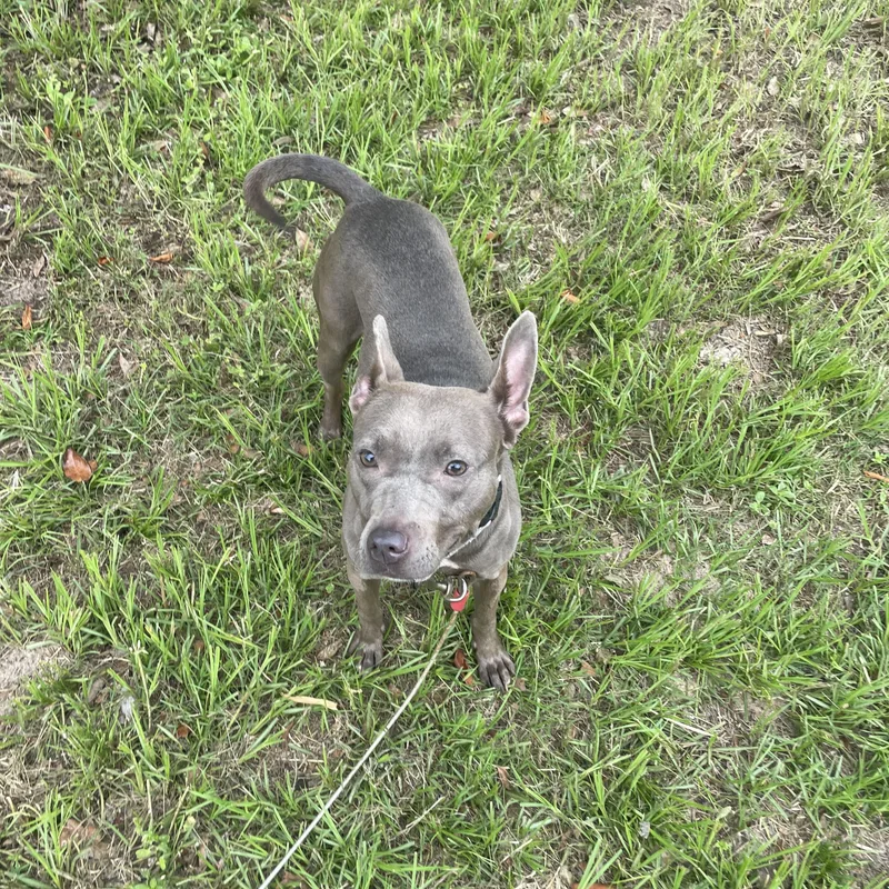 A young medium-sized female Gray / Blue / Silver Pit Bull Terrier dog named Maeve for adoption