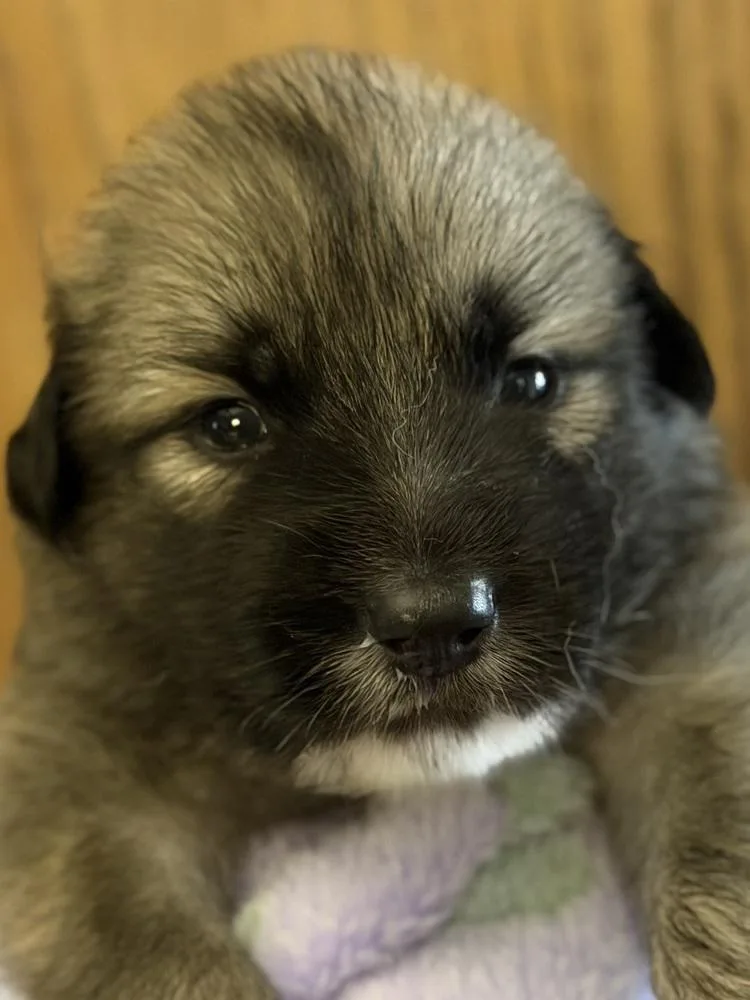A baby large-sized male Siberian Husky dog named Doc "Coming Soon" for adoption in Richardson, TX