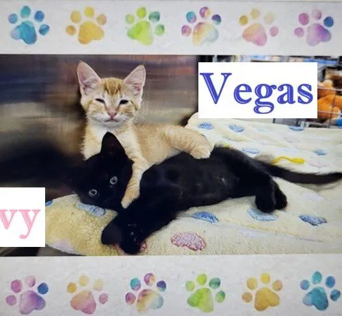Vegas