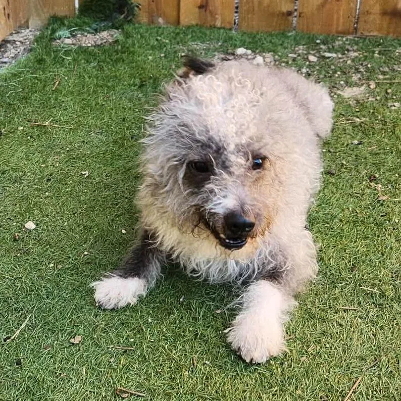 Spinach Sc thumbnail 4