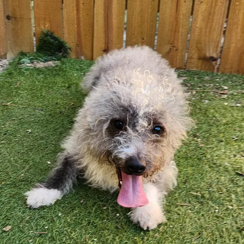 Spinach Sc thumbnail 5