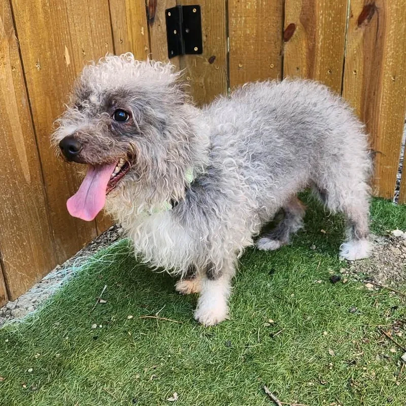 Spinach Sc thumbnail 6