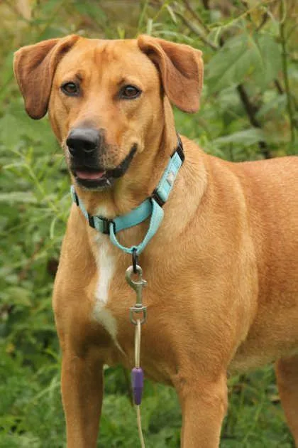 An adult large-sized female Mixed Breed dog named Sissy for adoption in Appleton, WI