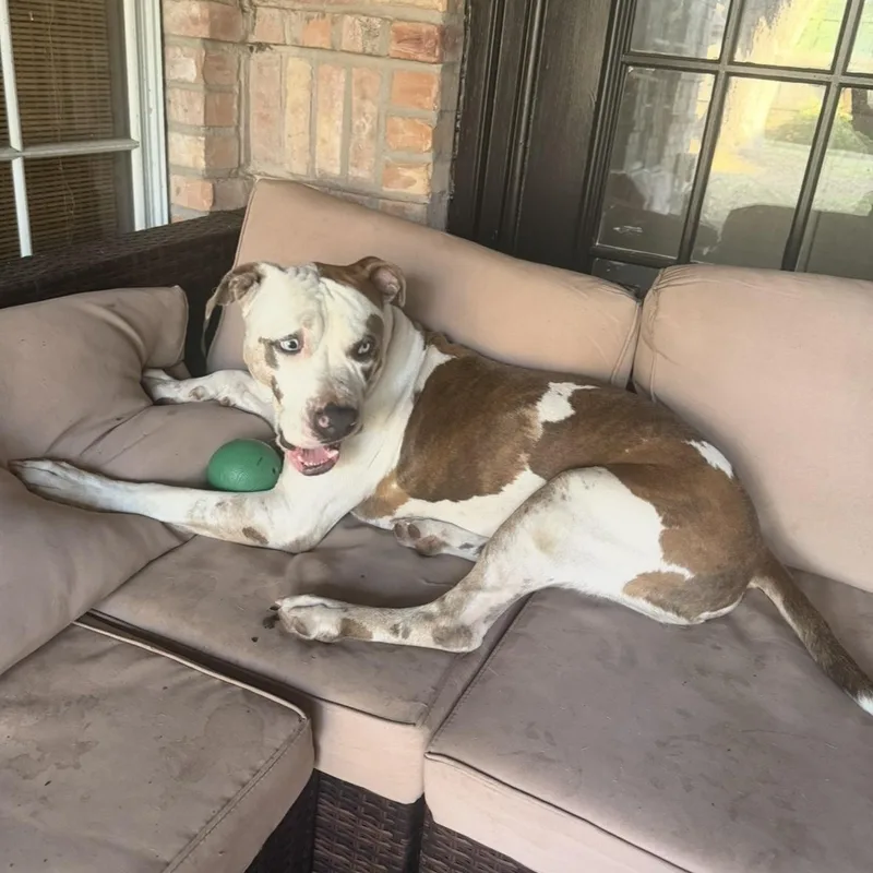 An adult large-sized male White / Cream American Bulldog dog named Duck PC for adoption in Goliad, TX