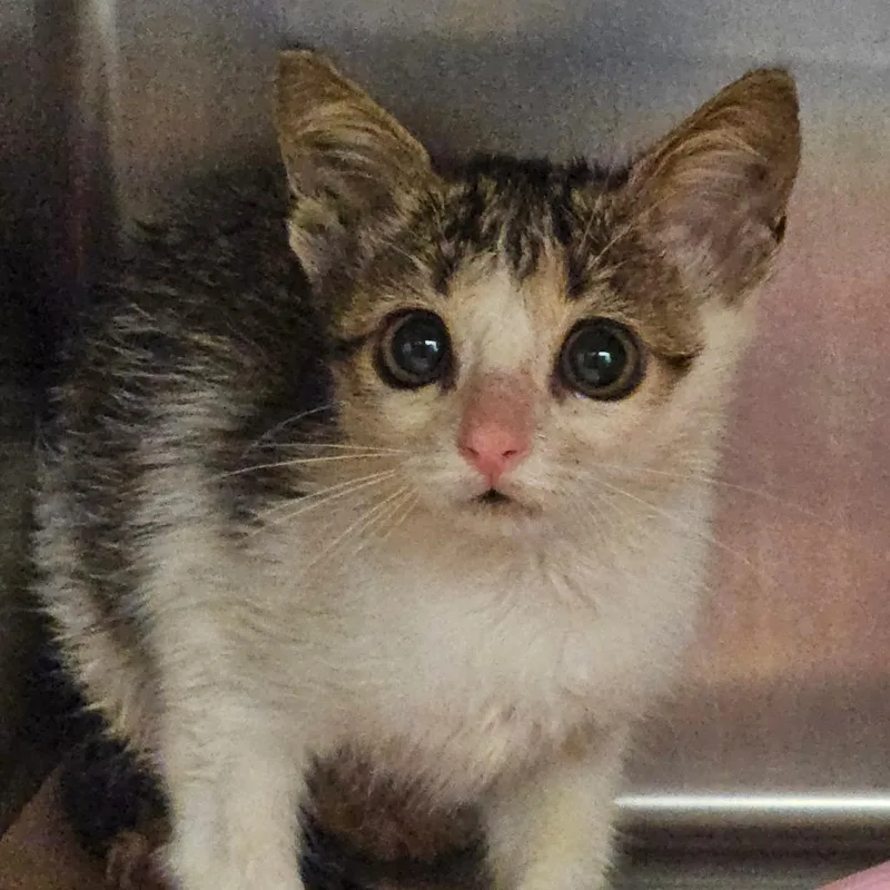 A baby small-sized female Domestic Short Hair cat named Taki for adoption in Lake Panasoffkee, FL
