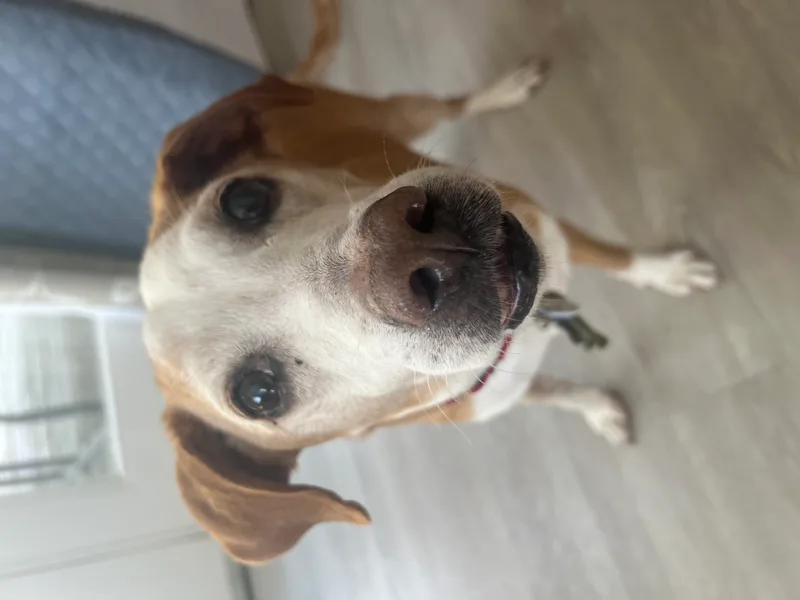 Humphrey thumbnail 2