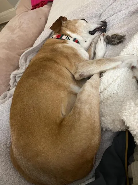 Humphrey thumbnail 3