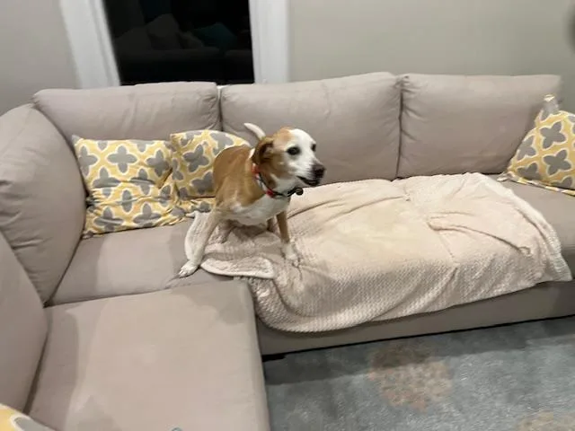 Humphrey thumbnail 4