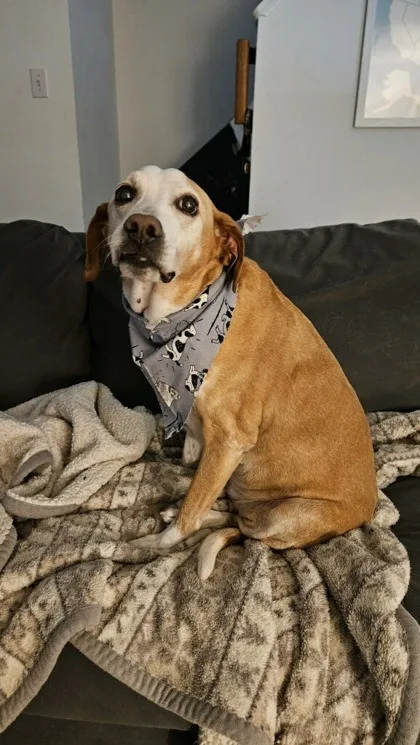 Humphrey thumbnail 5