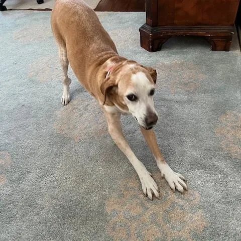 Humphrey thumbnail 6