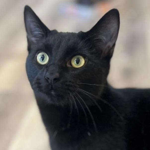 A young large-sized male Black Domestic Short Hair cat named Darth Tater for adoption in Simpsonville, SC