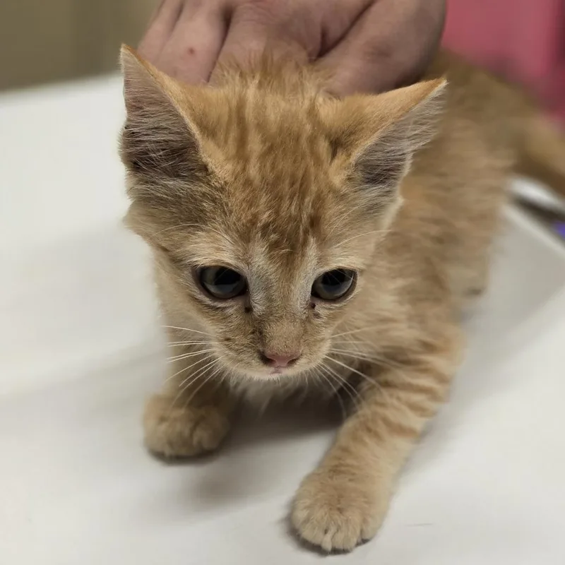 A baby small-sized female Orange / Red Domestic Medium Hair cat named Vanessa for adoption in Wickenburg, AZ