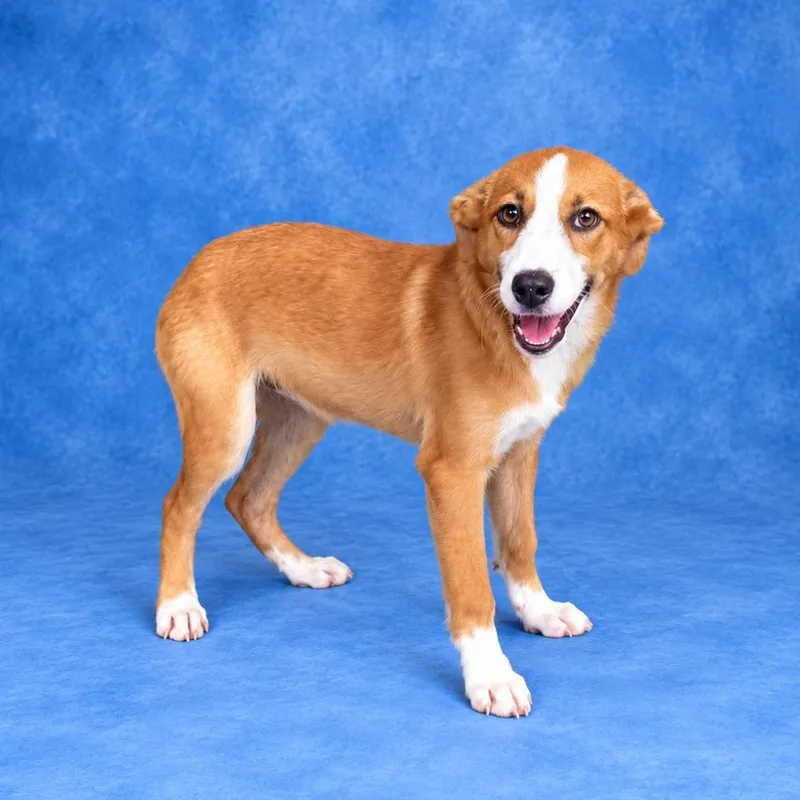 A baby medium-sized female Border Collie dog named Blanche for adoption in Heber Springs, AR