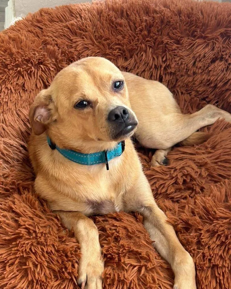 A young small-sized male Yellow / Tan / Blond / Fawn Mixed Breed dog named Murray for adoption in Brookshire, TX