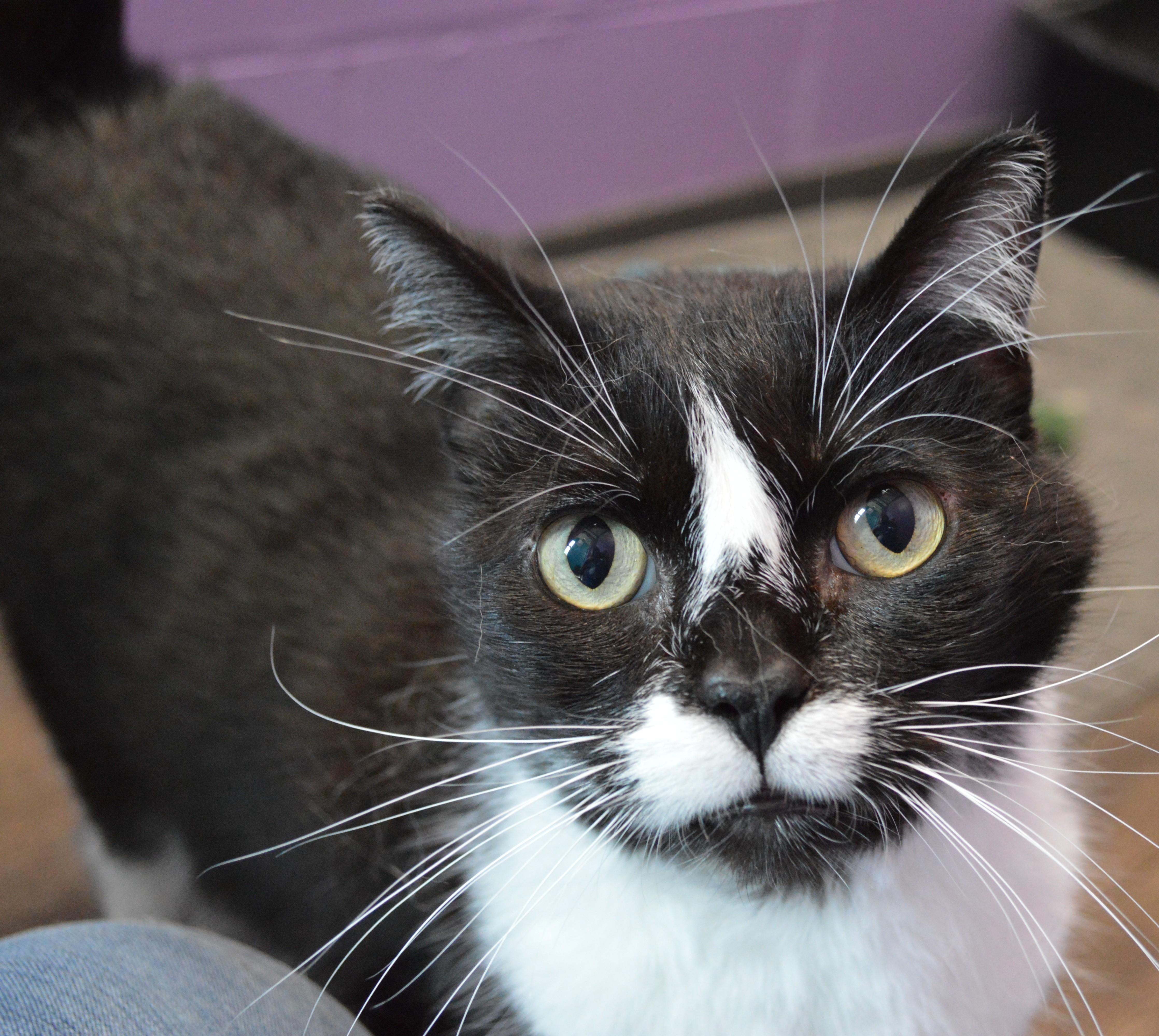 An adult extra large-sized male Black & White / Tuxedo Domestic Short Hair cat named Lijah for adoption in House Springs, MO