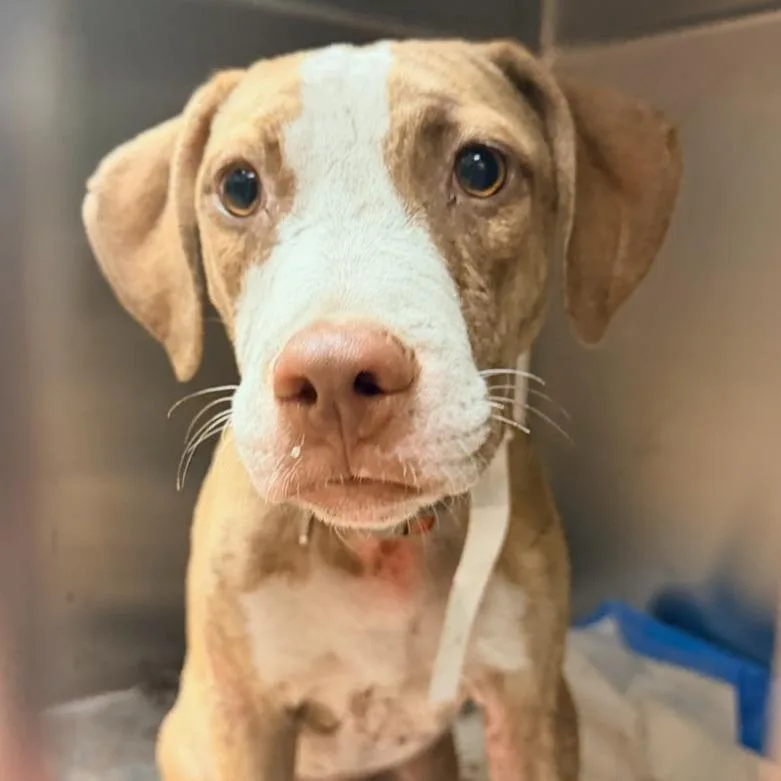 A baby medium-sized male Yellow / Tan / Blond / Fawn Mixed Breed dog named Larry for adoption in Columbus, GA