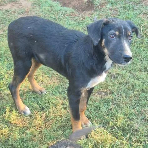 A young small-sized female Shepherd dog named Ursula for adoption in Dover, AR