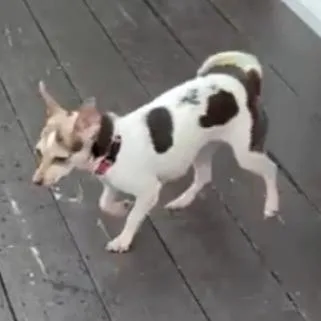 A young small-sized female White / Cream Chihuahua dog named Scout for adoption in Wappingers Falls, NY
