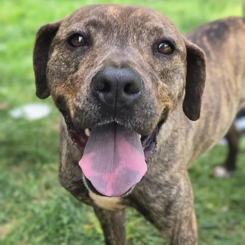 An adult medium-sized male Brindle Hound dog named Gain for adoption in Shelby, NC