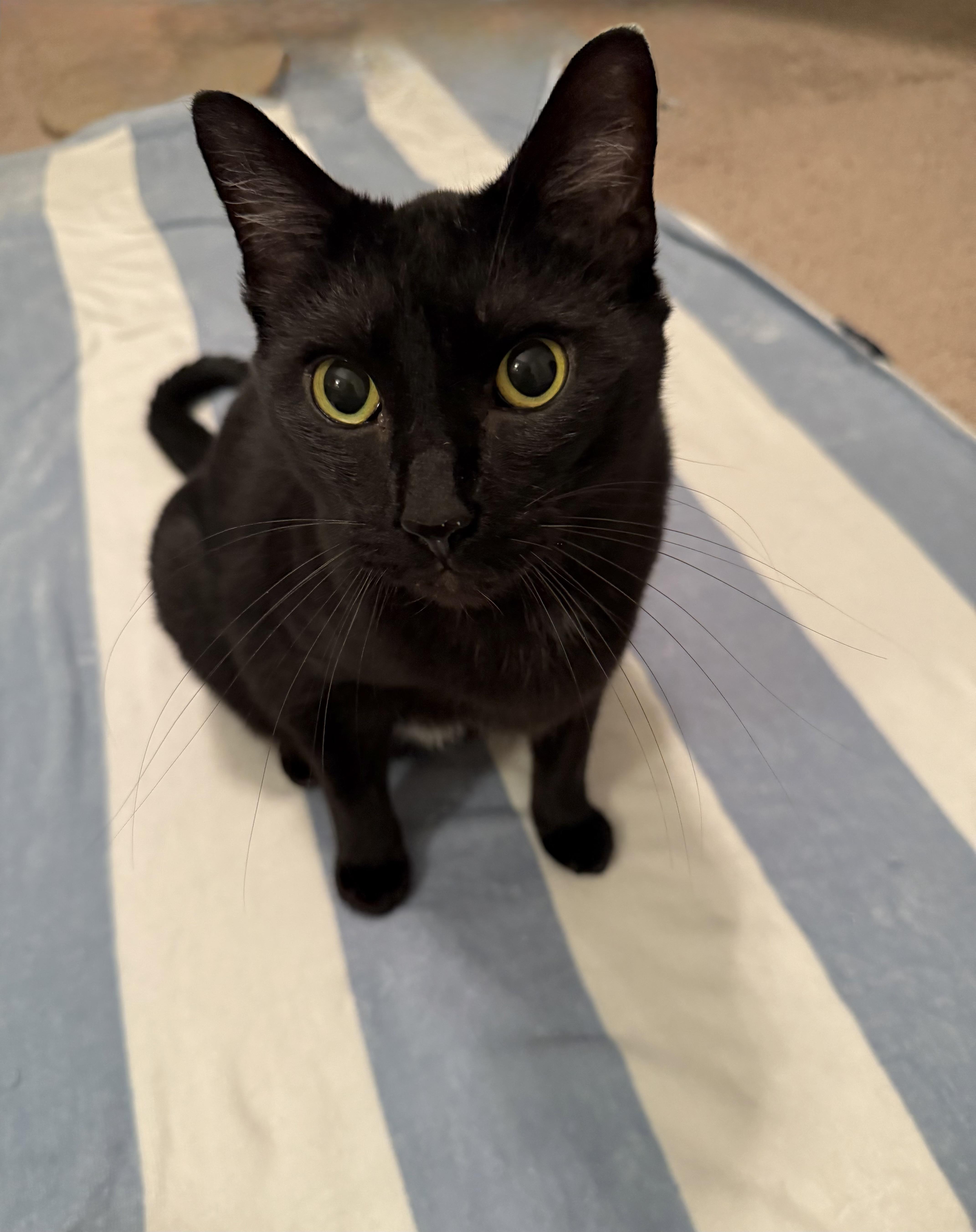 An adult large-sized male Black Domestic Short Hair cat named Gazebo for adoption in Columbia, SC